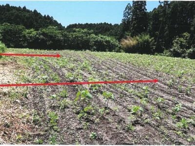 宮崎県都城市 日向前田駅30分 農地 142万円の競売物件 #5