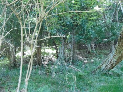 (値下げ) 奈良県宇陀郡御杖村 伊勢奥津駅 土地 17万円の国税庁公売物件 #2