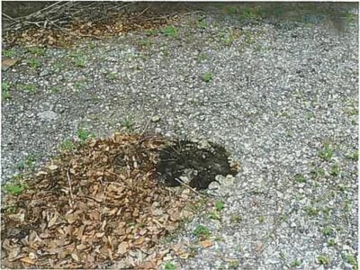 (値下げ) 静岡県伊東市 伊豆高原駅22分 戸建て 270万円の競売物件 #9