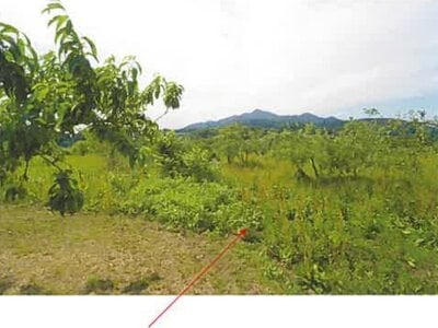 (値下げ) 青森県三戸郡南部町 諏訪ノ平駅10分 農地 53万円の競売物件 #8