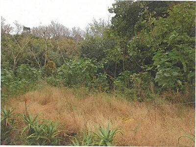 東京都大島町 土地 172万円の競売物件 #5