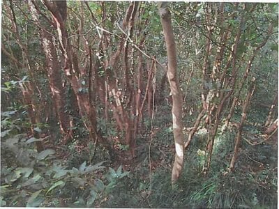 東京都大島町 土地 172万円の競売物件 #7