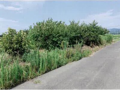 愛知県豊橋市 豊川駅 農地 79万円の競売物件情報 #7