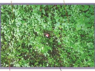 山梨県富士吉田市 富士山駅 農地 50万円の競売物件情報 #13