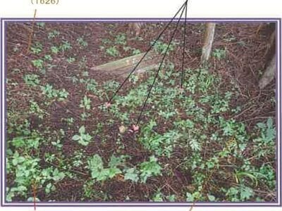 山梨県富士吉田市 富士山駅 農地 50万円の競売物件情報 #14