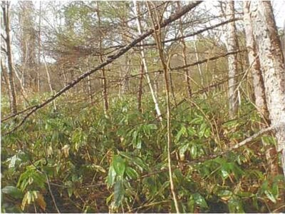 (値下げ) 青森県青森市 筒井駅 土地 52万円の競売物件情報 #4