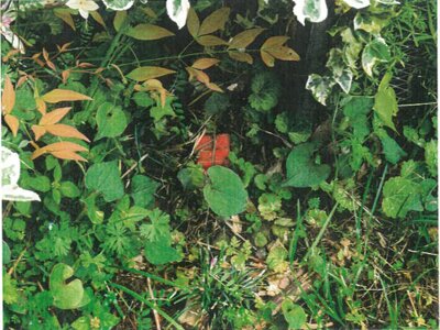 京都府舞鶴市 真倉駅28分 土地 128万円の競売物件情報 #10