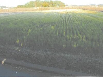 茨城県水戸市 東水戸駅14分 農地 66万円の競売物件情報 #2