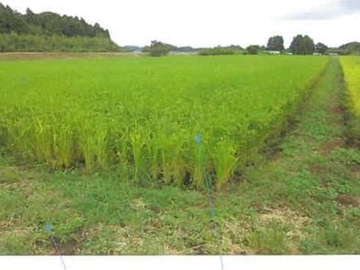 福島県南相馬市 鹿島駅 農地 157万円の競売物件情報 #6