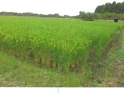 福島県南相馬市 鹿島駅 農地 157万円の競売物件情報 #9