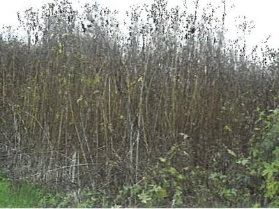 長野県小諸市 小諸駅 農地 51万円の競売物件情報 #3