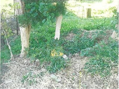 静岡県賀茂郡東伊豆町 伊豆稲取駅7分 戸建て 241万円の競売物件情報 #12