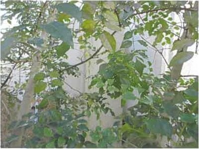 大分県別府市 乙原駅20分 戸建て 1,475万円の競売物件情報 #2