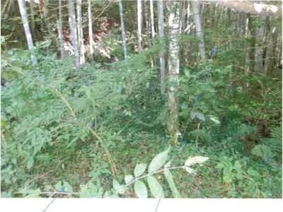 福島県いわき市 湯本駅27分 戸建て 3,942万円の競売物件情報 #31