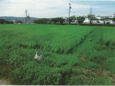 石川県鹿島郡中能登町 良川駅19分 農地 87万円の競売物件情報 #3