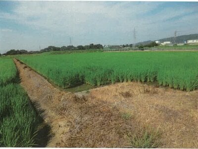 石川県鹿島郡中能登町 良川駅19分 農地 87万円の競売物件情報 #5