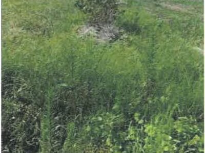 香川県善通寺市 金蔵寺駅24分 農地 186万円の競売物件情報 #4