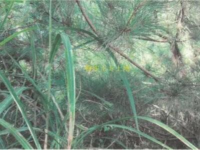 (値下げ) 秋田県能代市 能代駅 戸建て 767万円の競売物件情報 #5