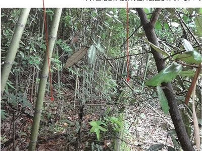 鹿児島県志布志市 志布志駅 土地 266万円の競売物件情報 #5