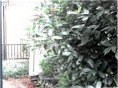 埼玉県蓮田市 蓮田駅19分 土地 259万円の競売物件情報 #4