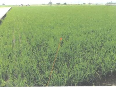 (値下げ) 福井県越前市 越前たけふ駅 農地 131万円の競売物件情報 #2