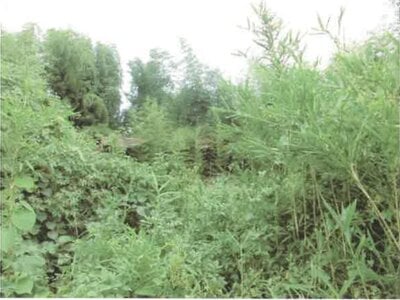 群馬県前橋市 大胡駅8分 農地 532万円の競売物件情報 #6