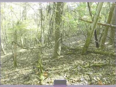 山梨県南都留郡山中湖村 土地 116万円の競売物件情報 #5