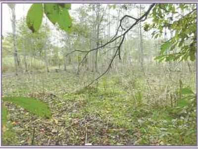 山梨県南都留郡山中湖村 土地 68万円の競売物件情報 #5