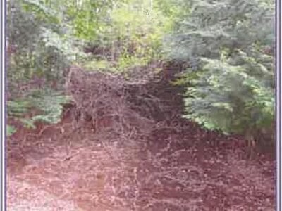 山梨県南都留郡山中湖村 農地 1,515万円の競売物件情報 #9