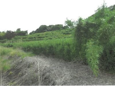 静岡県富士宮市 入山瀬駅9分 農地 72万円の競売物件情報 #4