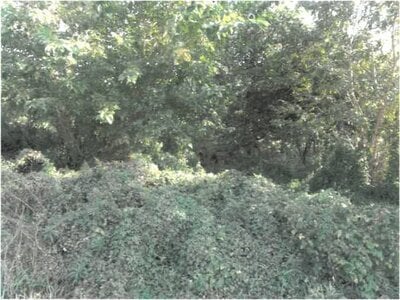 徳島県吉野川市 鴨島駅19分 戸建て 487万円の競売物件情報 #19