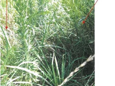 香川県丸亀市 岡田駅20分 農地 20万円の競売物件情報 #3