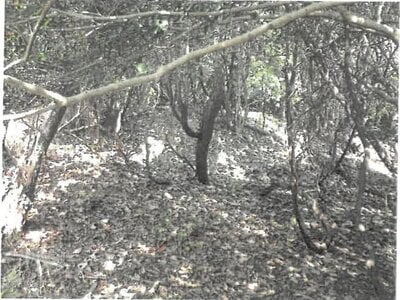 大阪府池田市 鼓滝駅15分 農地 52万円の競売物件情報 #4