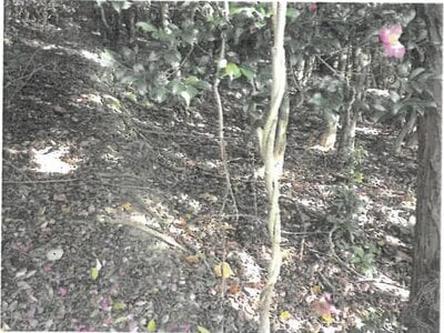 大阪府池田市 鼓滝駅15分 農地 52万円の競売物件情報 #5