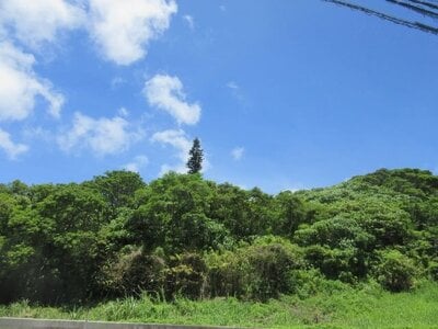 (値下げ) 沖縄県名護市 土地 17万円の国税庁公売物件情報 #2