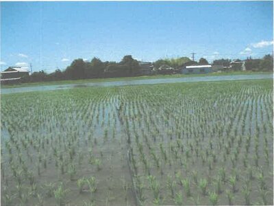 滋賀県守山市 野洲駅 農地 115万円の競売物件情報 #3