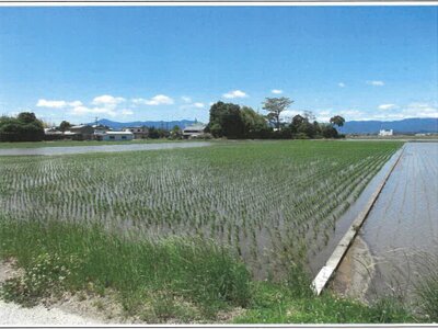 滋賀県守山市 野洲駅 農地 115万円の競売物件情報 #6