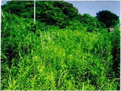 (値下げ) 千葉県鴨川市 安房天津駅14分 戸建て 363万円の競売物件情報 #6