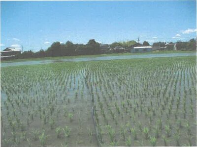 (値下げ) 滋賀県守山市 野洲駅 農地 81万円の競売物件情報 #3