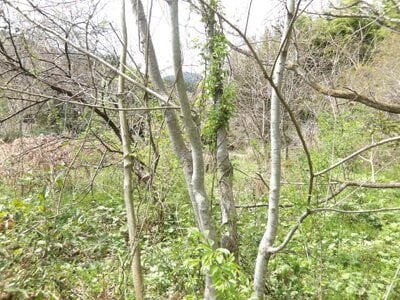 (値下げ) 茨城県久慈郡大子町 下野宮駅 土地 121万円の官公庁公売物件情報 #8