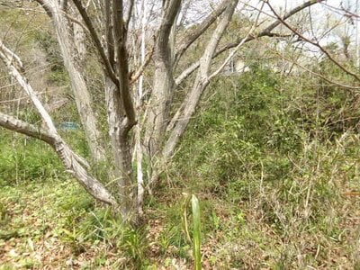 (値下げ) 茨城県久慈郡大子町 下野宮駅 土地 121万円の官公庁公売物件情報 #9