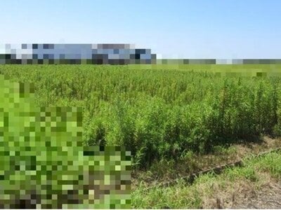 (値下げ) 新潟県新潟市南区 燕駅 農地 18万円の国税庁公売物件情報 #2