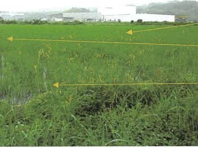 鹿児島県曽於郡大崎町 志布志駅 農地 169万円の競売物件情報 #2