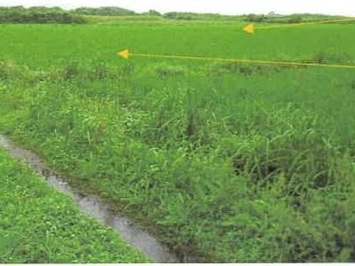 鹿児島県曽於郡大崎町 志布志駅 農地 169万円の競売物件情報 #3