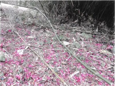 (値下げ) 宮崎県宮崎市 宮崎神宮駅 戸建て 79万3,000円の競売物件情報 #16